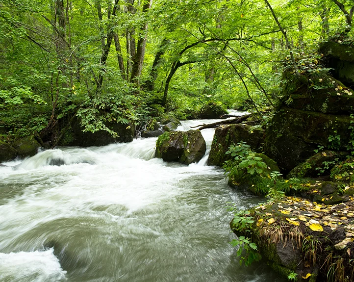 Rolling natural creek in forest