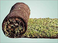200x147_SedumMat 200x147_SedumMat